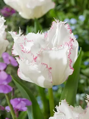 Link to Tulip Lady Smile