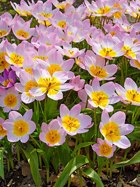 Photo of Tulip Lilac Wonder