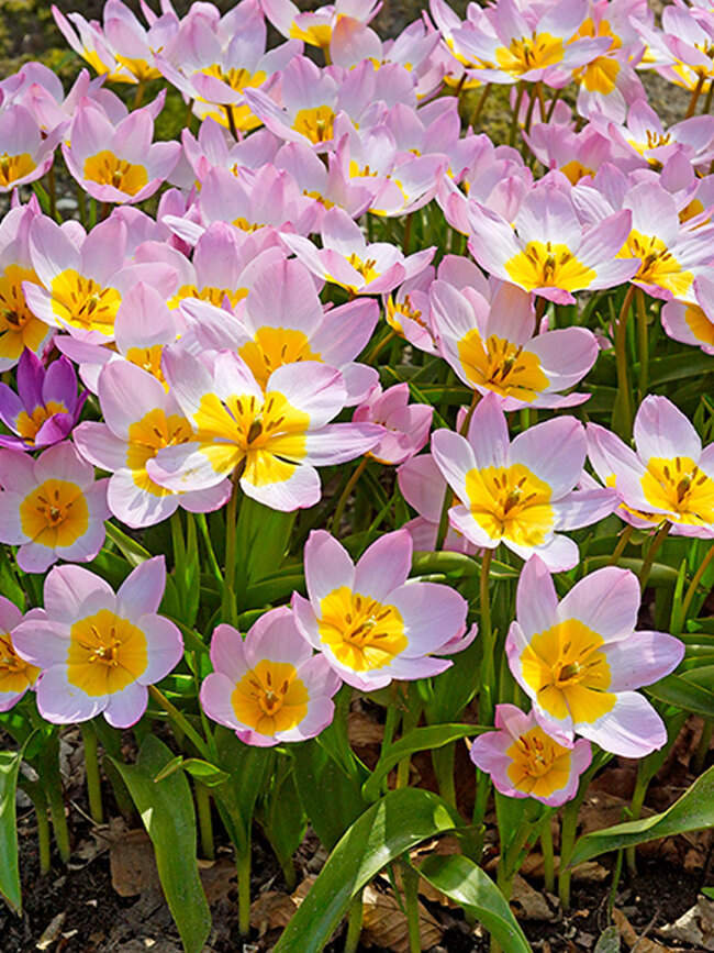 Tulip Lilac Wonder