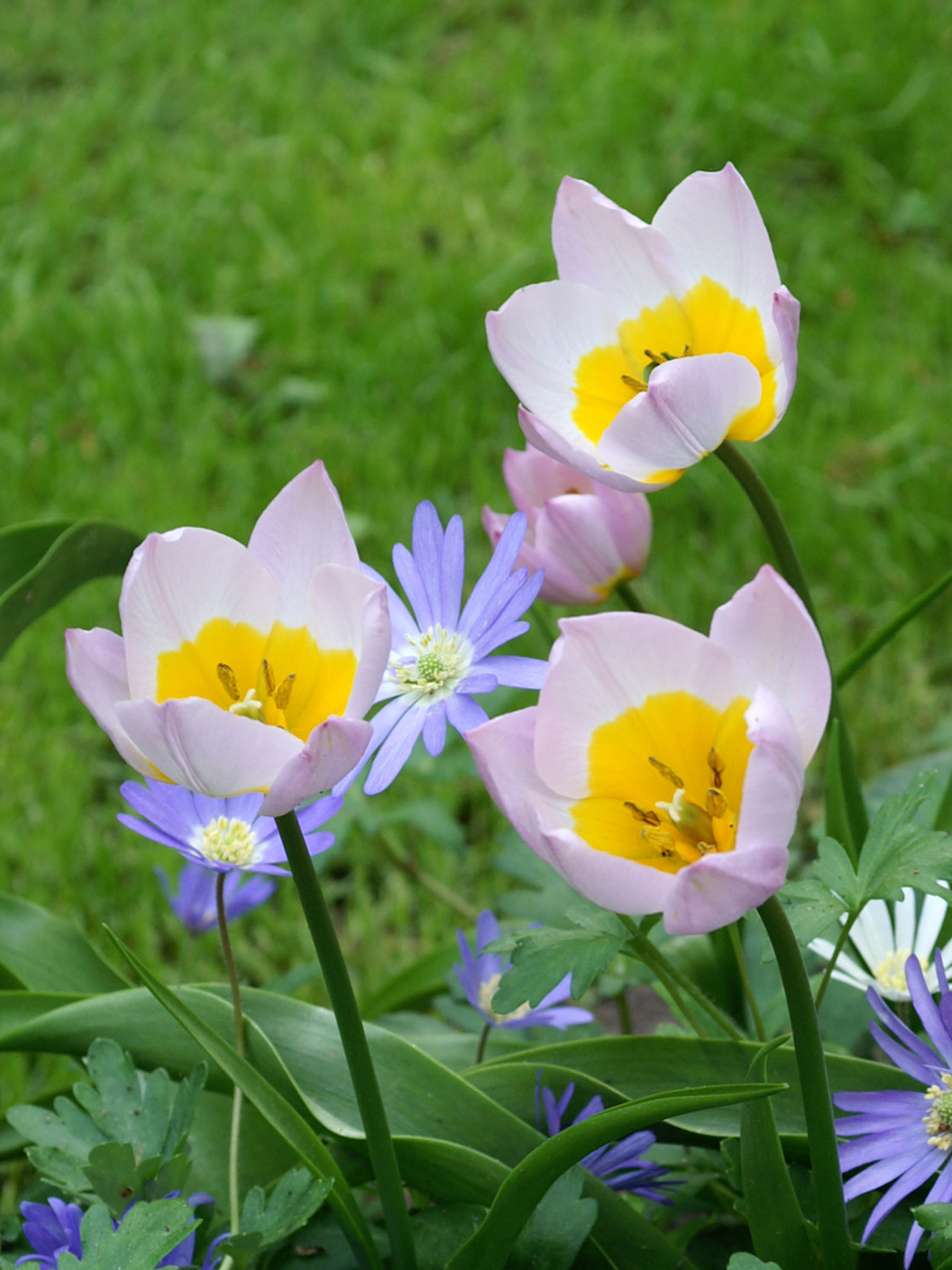 Tulip Lilac Wonder | Bluestone Perennials