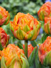 Tulip Lorenzo