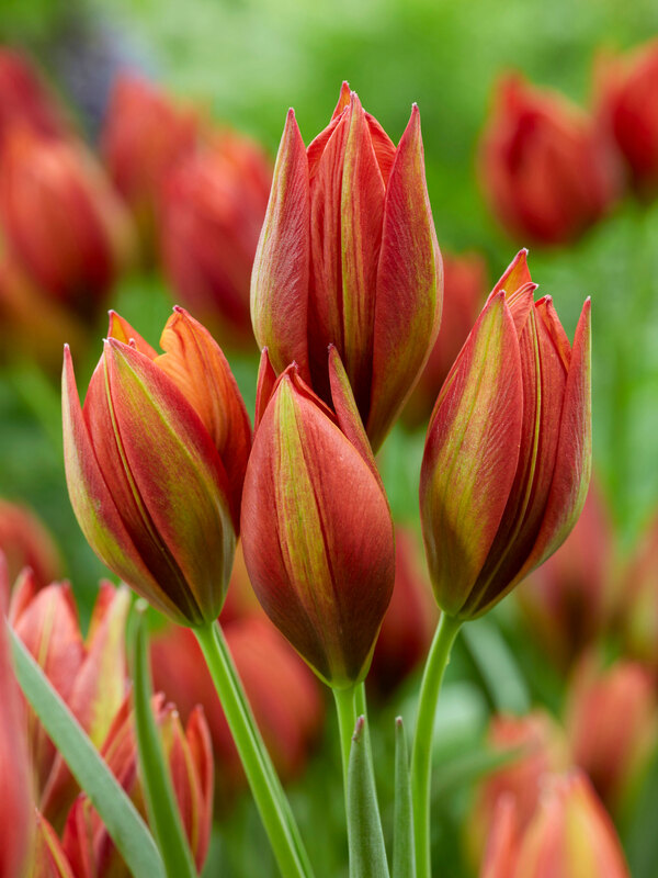 Tulip Mara