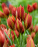Tulip Mara
