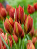 Tulip Mara