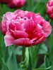 Tulip Margarita