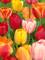 Tulip Darwin-Hybrid-Mix