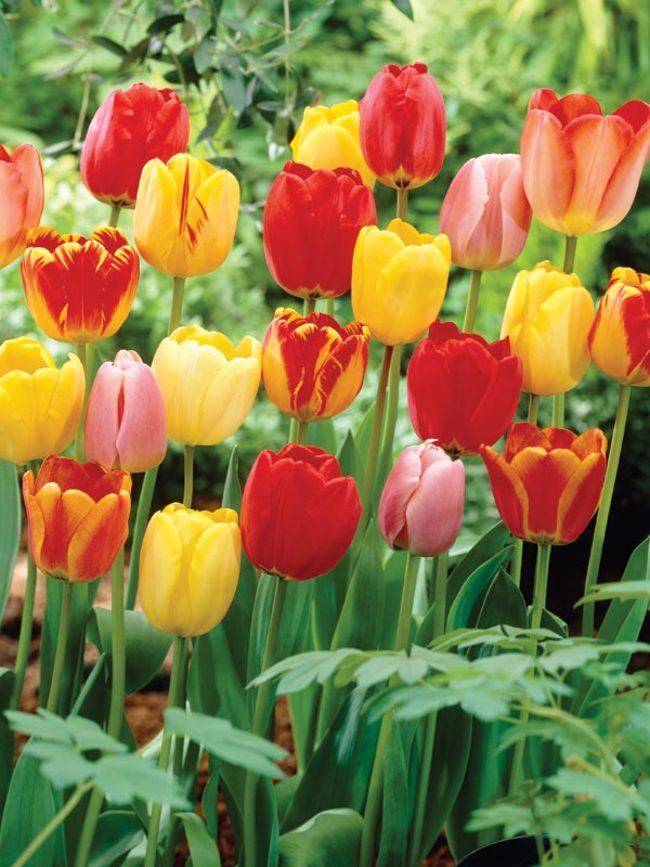 Tulip Darwin-Hybrid-Mix