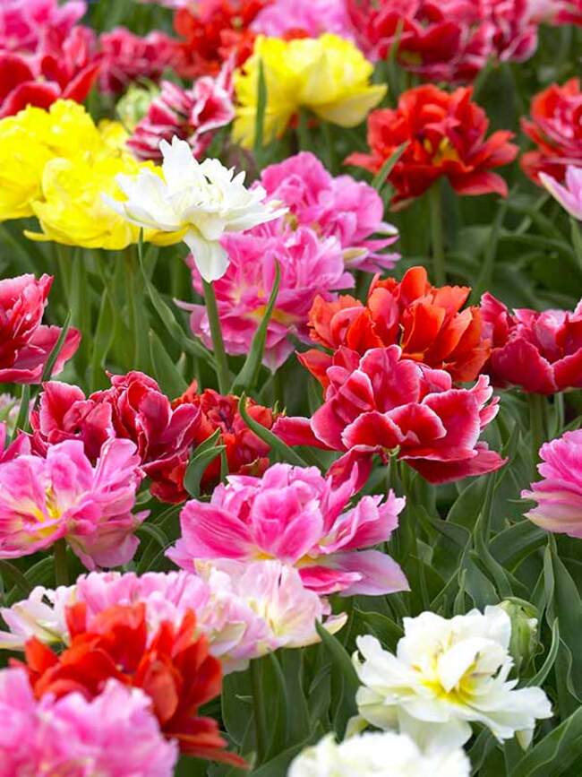 TULIP / GARDEN〈限定盤CD２枚組〉【デジタル・リマスタリング】 Tulip Murillo Mix Value Pack | Bluestone Perennials