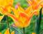 Tulip Moonblush