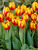 Tulip Mickey Mouse