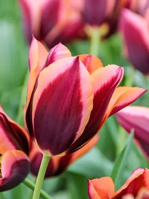 Link to Tulip Muvota