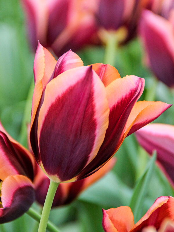 Tulip Muvota