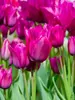 Tulip Night Club