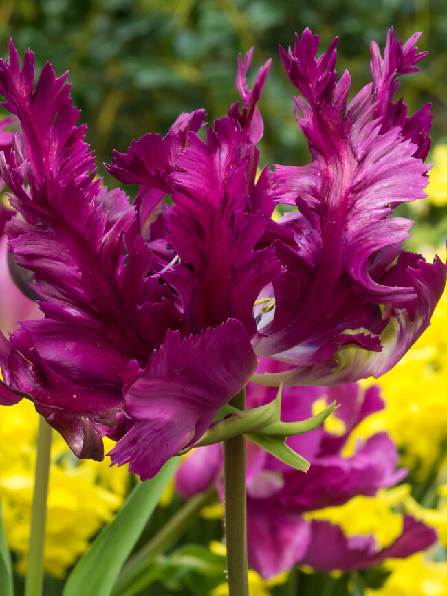 Tulip Negrita Parrot