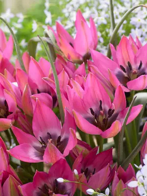 Link to Tulip Norah