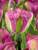 Tulip Nightrider