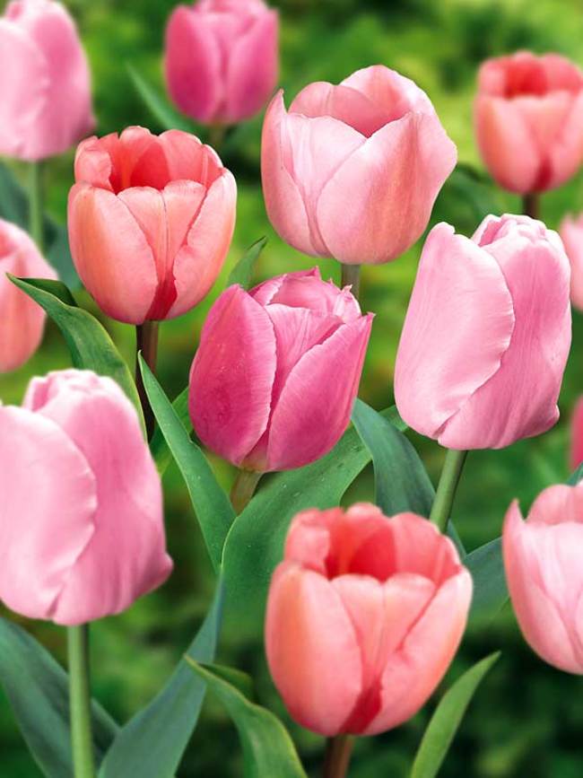 Tulip Non Stop Pink Super Saver