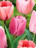 Tulip Nonstop Pink