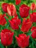 Tulip Nonstop Red