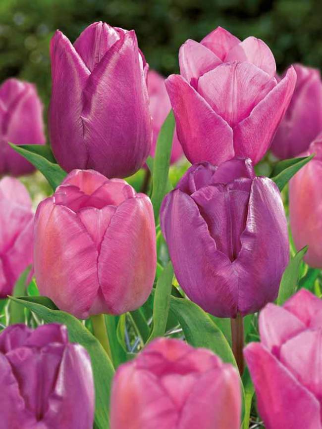 Tulip Non Stop Purple