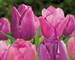 Tulip Non Stop Purple