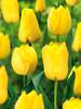 Tulip Nonstop Yellow