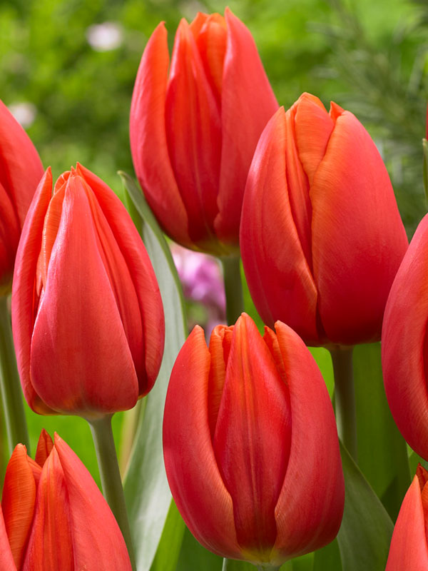 Tulip Orange Cassini | Bluestone Perennials