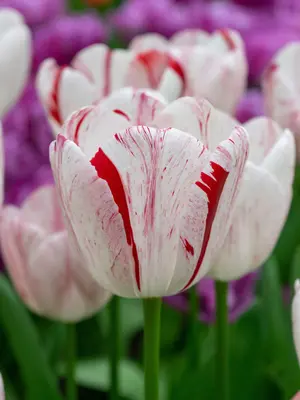 Link to Tulip One Direction