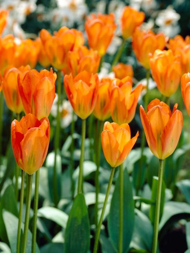 Tulip Orange Emperor | Bluestone Perennials