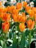 Tulip Orange-Emporer
