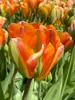 Tulip Orange Marmalade