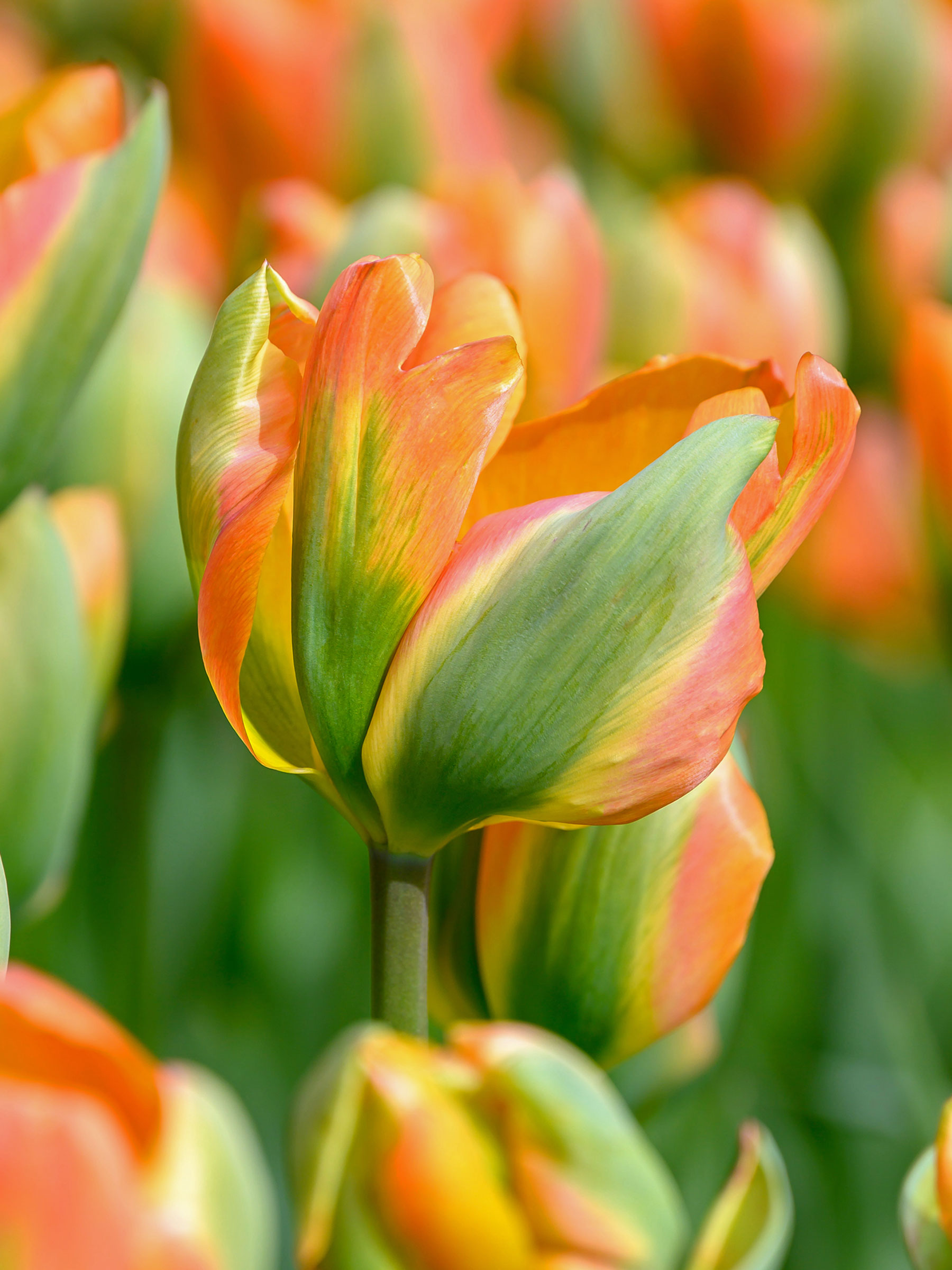 専用ページ　TULIP様 Tulip Orange Marmalade | Bluestone Perennials