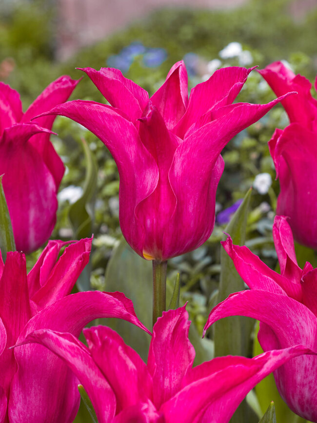 Tulip Oriental Pearl