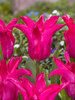 Tulip Oriental Pearl