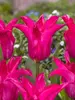 Tulip Oriental Pearl