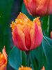 Tulip Orange Passion