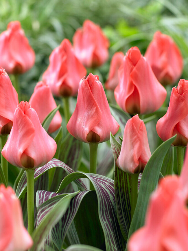 Tulip Oratorio