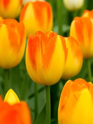 Link to Tulip Prinz Armin