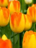 Tulip Prinz Armin