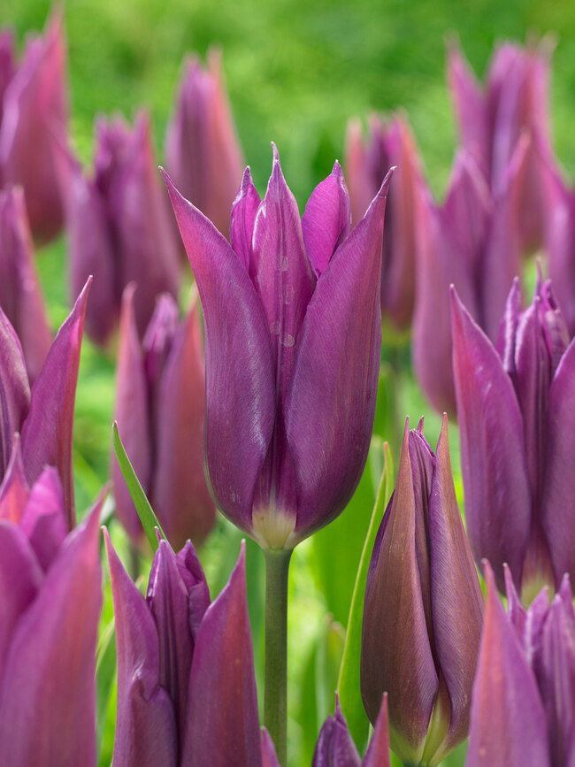 Tulip Purple Dream