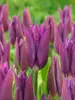 Tulip Purple Dream