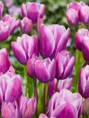 Link to Tulip Purple Elegance