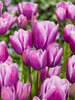 Tulip Purple Elegance