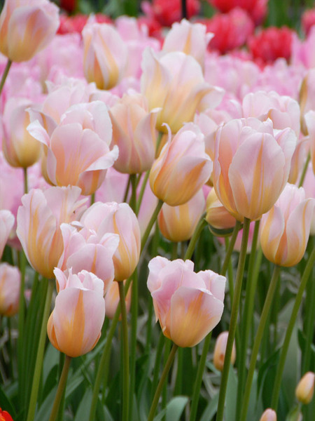 Product Viewer - Tulip Peace Flame