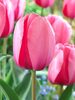 Tulip Pink-Impression