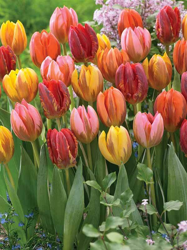 Tulip Princess Mix