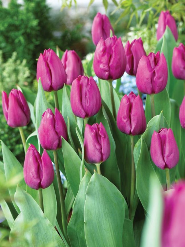 Tulip Purple-Prince