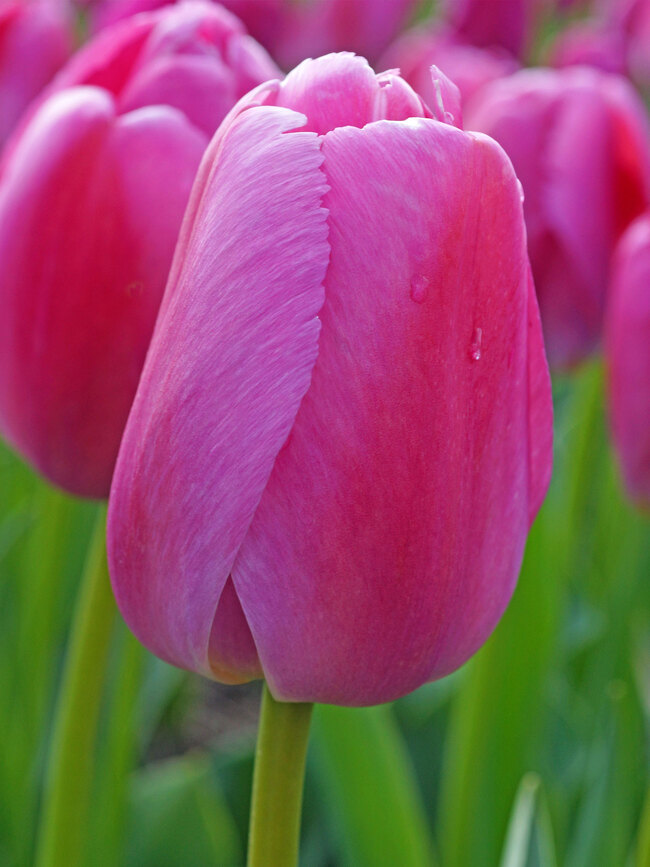 Tulip Purple Pride