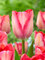 Tulip Pink Sound