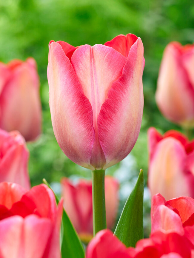 blossom tulip pink bunny